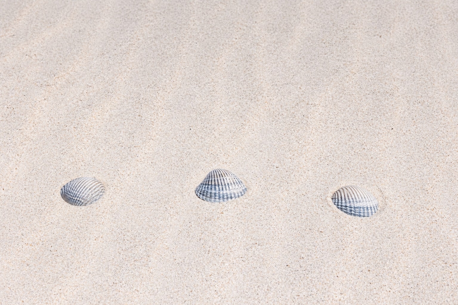 Drei Muscheln auf hellem, geripptem Sand am Strand von Dierhagen