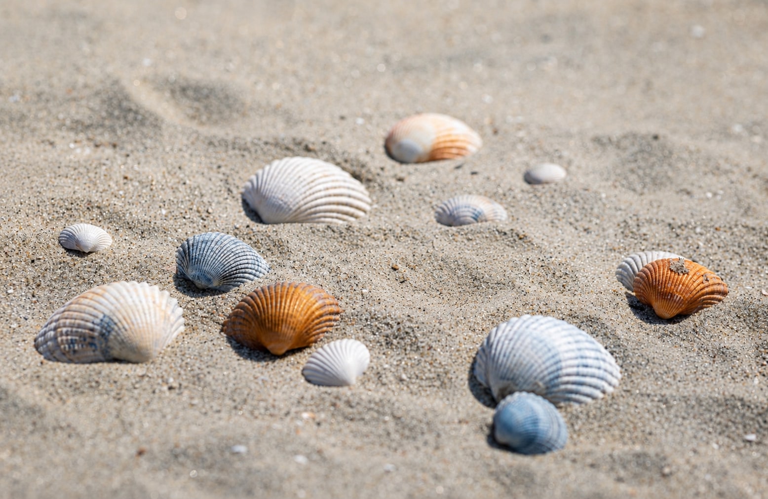 Muscheln im Sand am Ostseestrand von Dierhagen